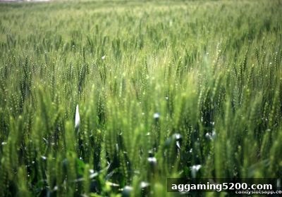 糖果派对电子游艺下载：免押金活动全攻略与龙虎斗体验指南